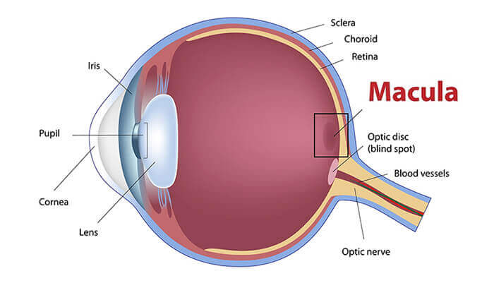 Eye diagram showing macular